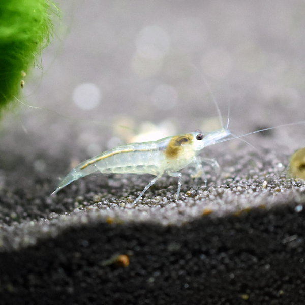 Weiße Zwerggarnele, Neocaridina davidi 'white pearl'